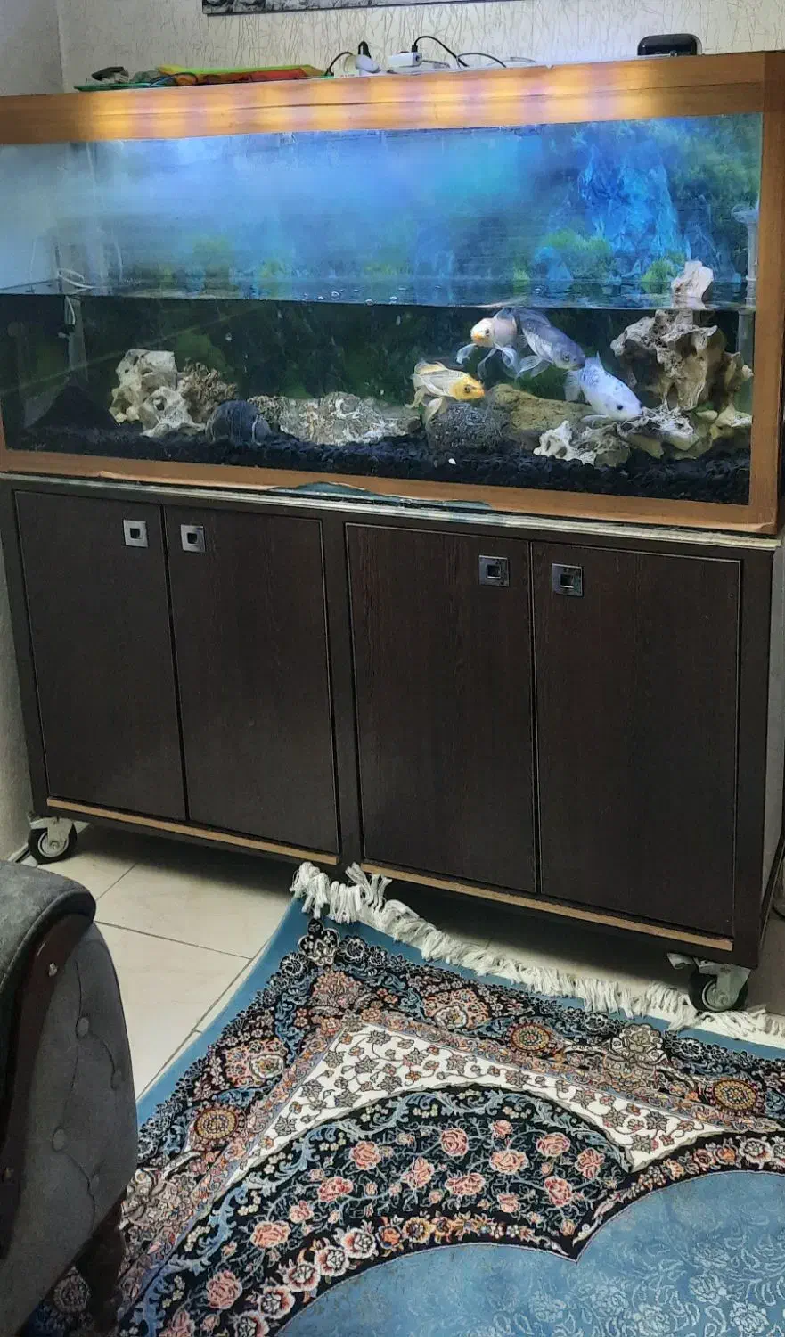 آکواریوم|ماهی|تهران, تهرانپارس شرقی|دیوار