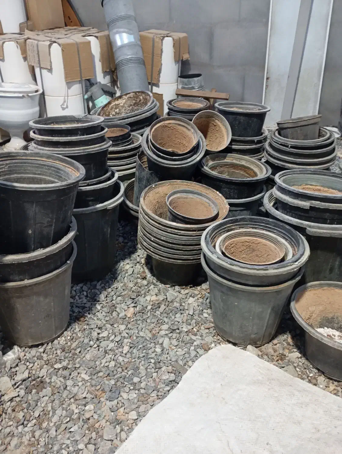 گلدان|گل و گیاه طبیعی|بیرجند, |دیوار