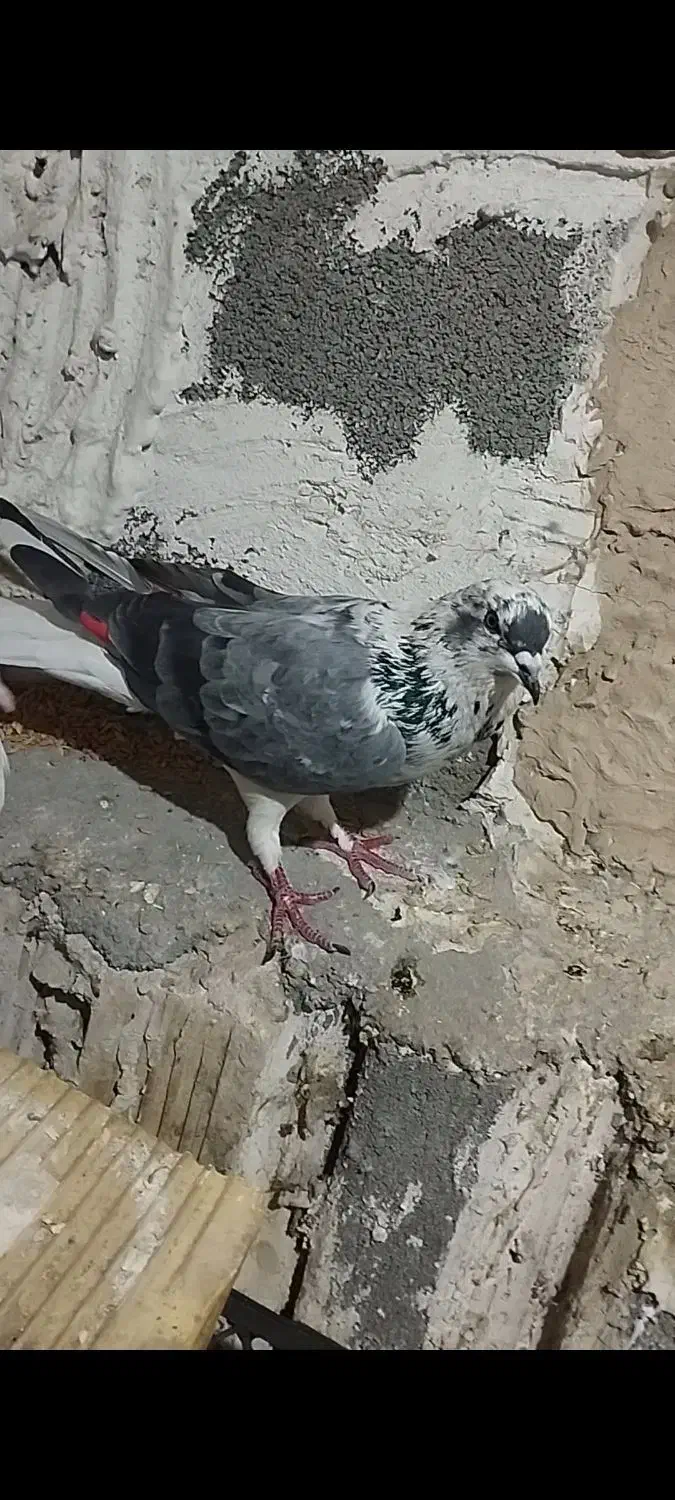 کبوتر پرشی|پرنده|روانسر, |دیوار