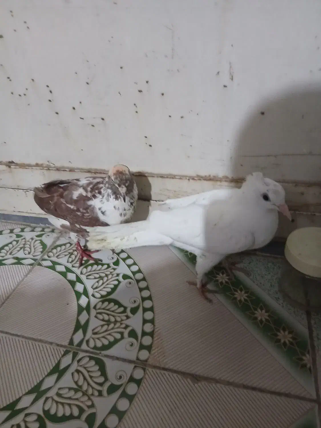 ۳عدد کبوتر|پرنده|گتوند, |دیوار