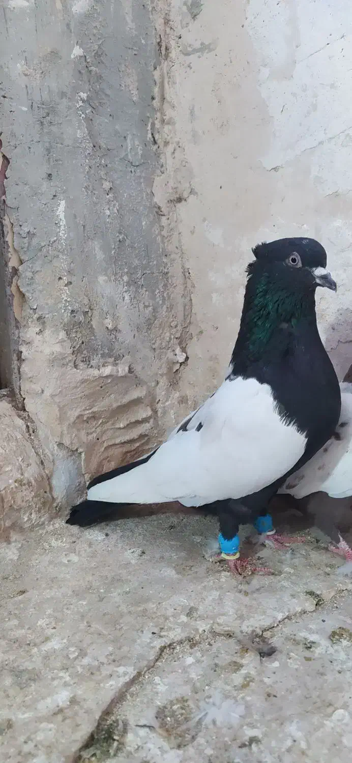 کبوتر|پرنده|شیروان (خراسان), |دیوار