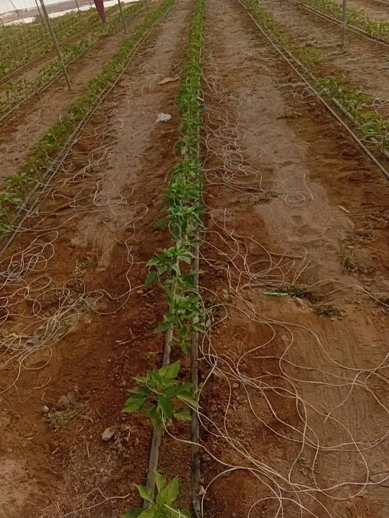 انجام خدمات گلخانه ،کاشت تا برداشت، نخ بندی سرپیچ|خدمات باغبانی و درختکاری|جیرفت, |دیوار