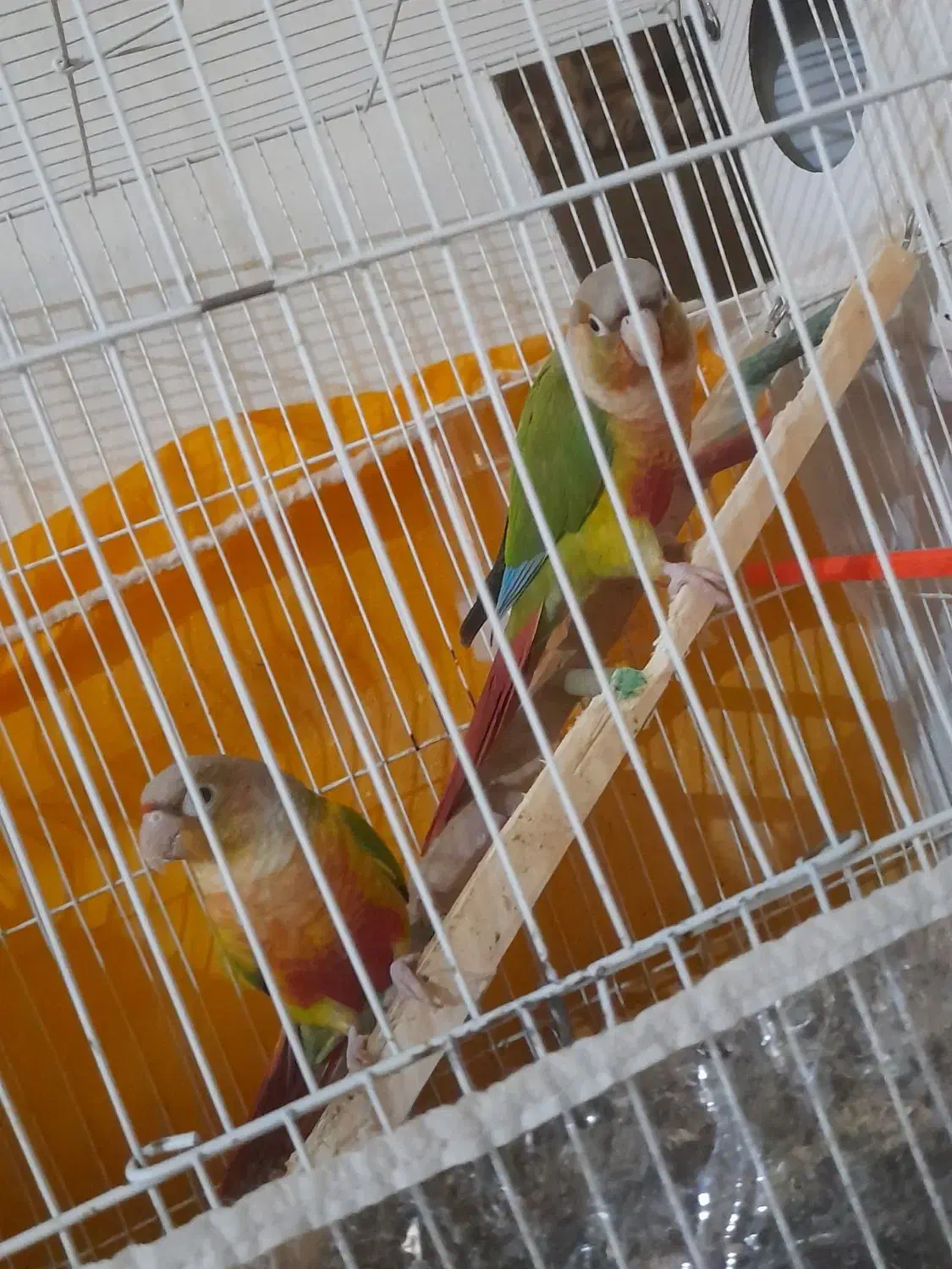 گرینچیک نر و ماده سالم|پرنده|مشهد, شهید فرامرز عباسی|دیوار