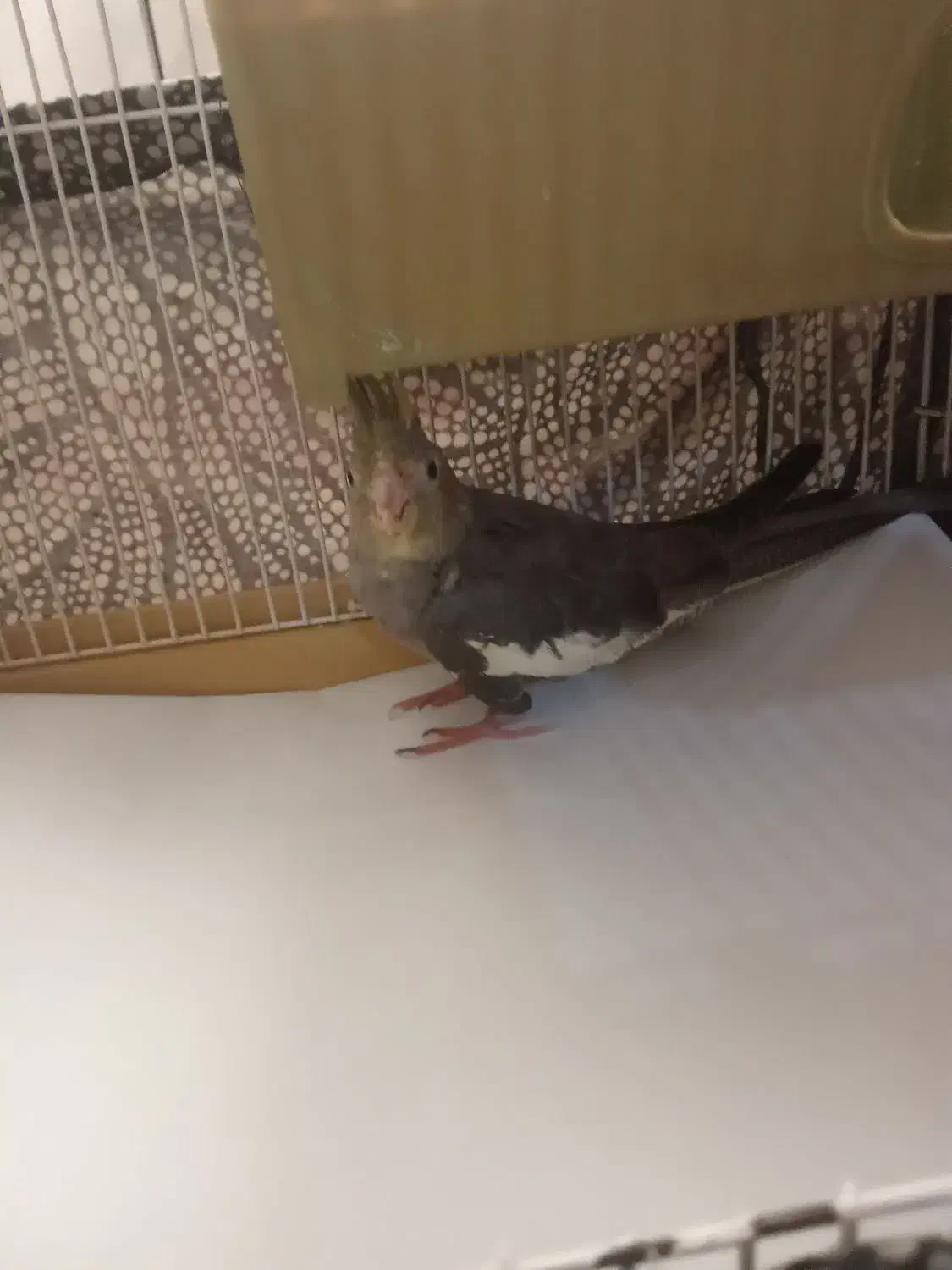 عروس هلندی دستی|پرنده|کرباسک, |دیوار