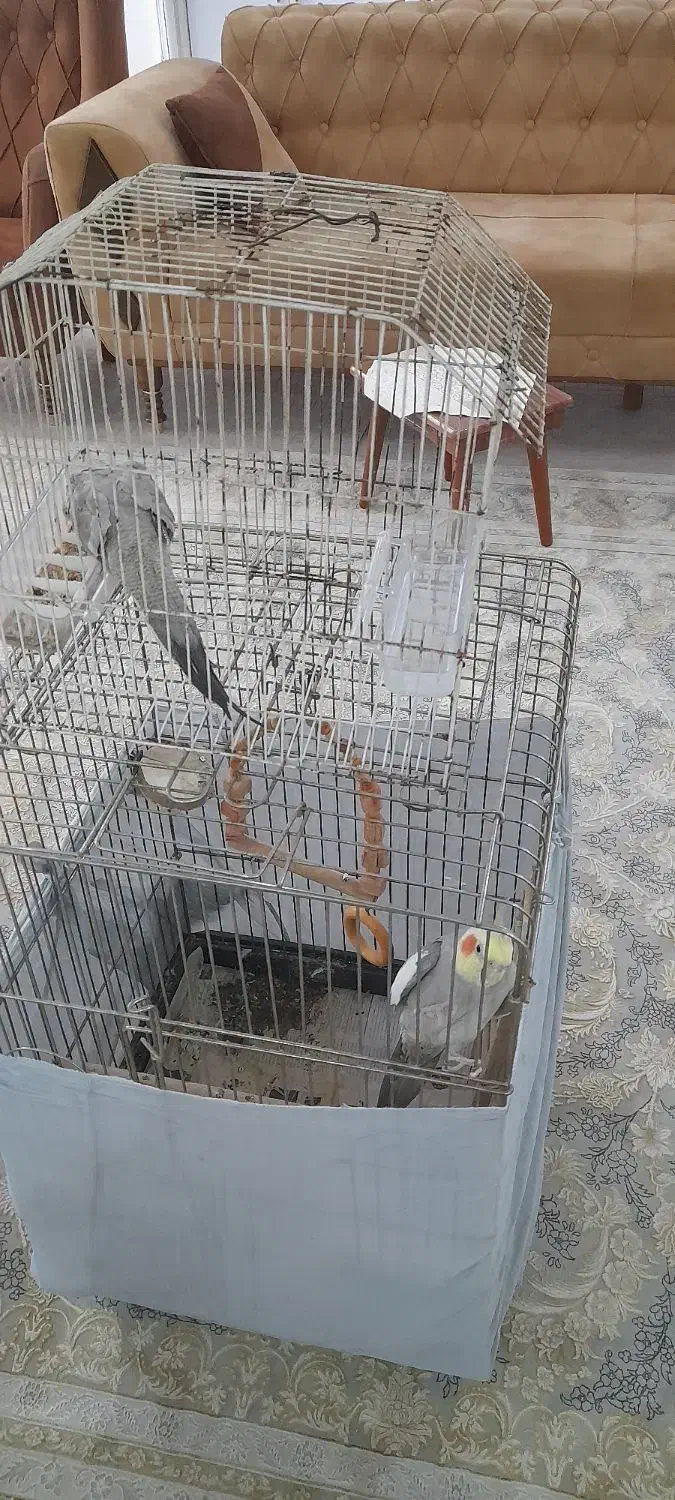 عروس هلندی|پرنده|رشت, نظری|دیوار