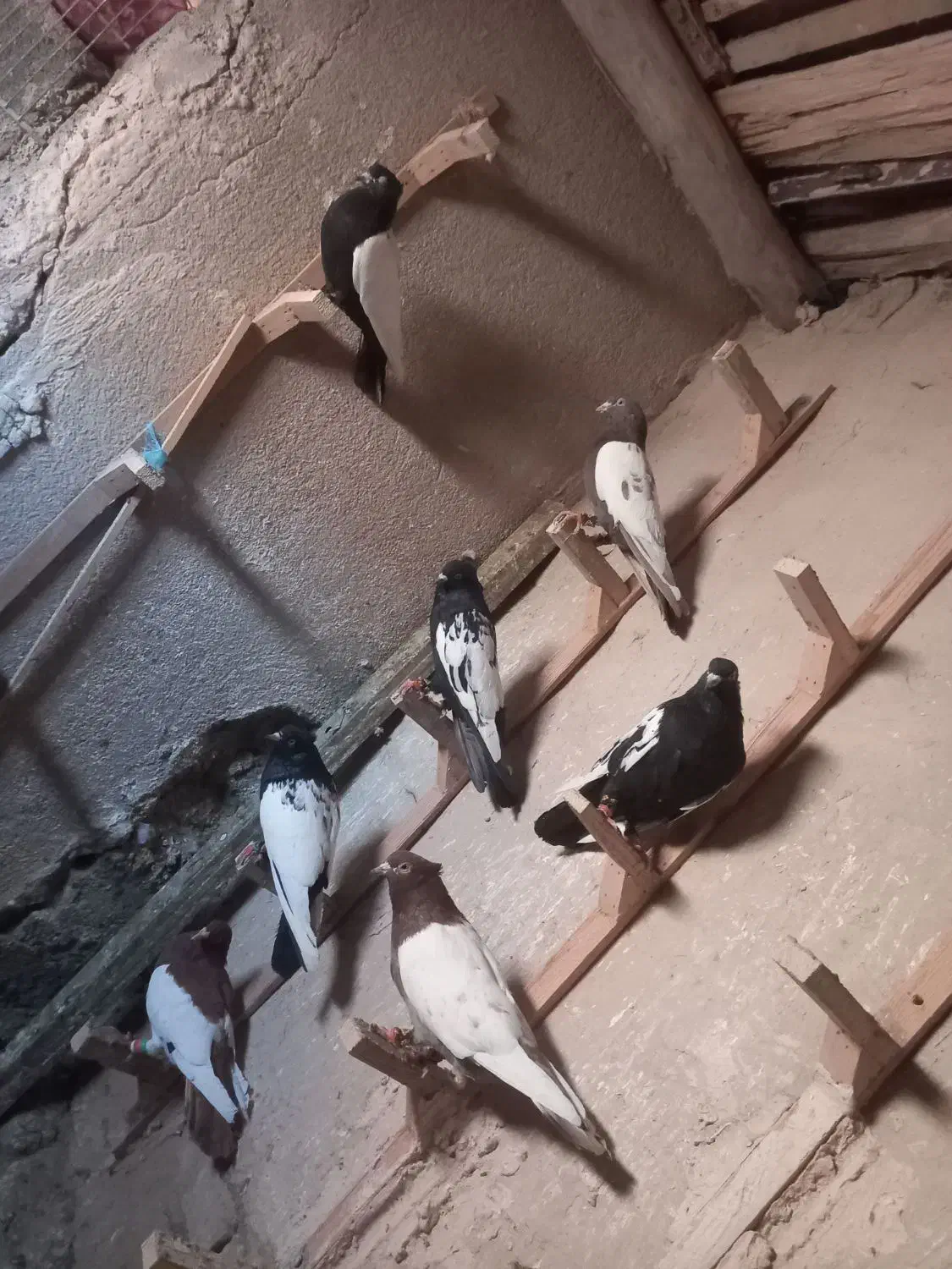 کبوتر|پرنده|آبکوه, |دیوار