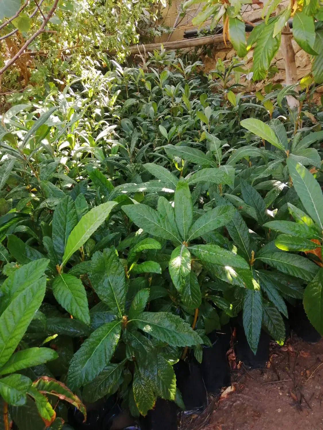 نهال ازگیل|گل و گیاه طبیعی|داراب, |دیوار