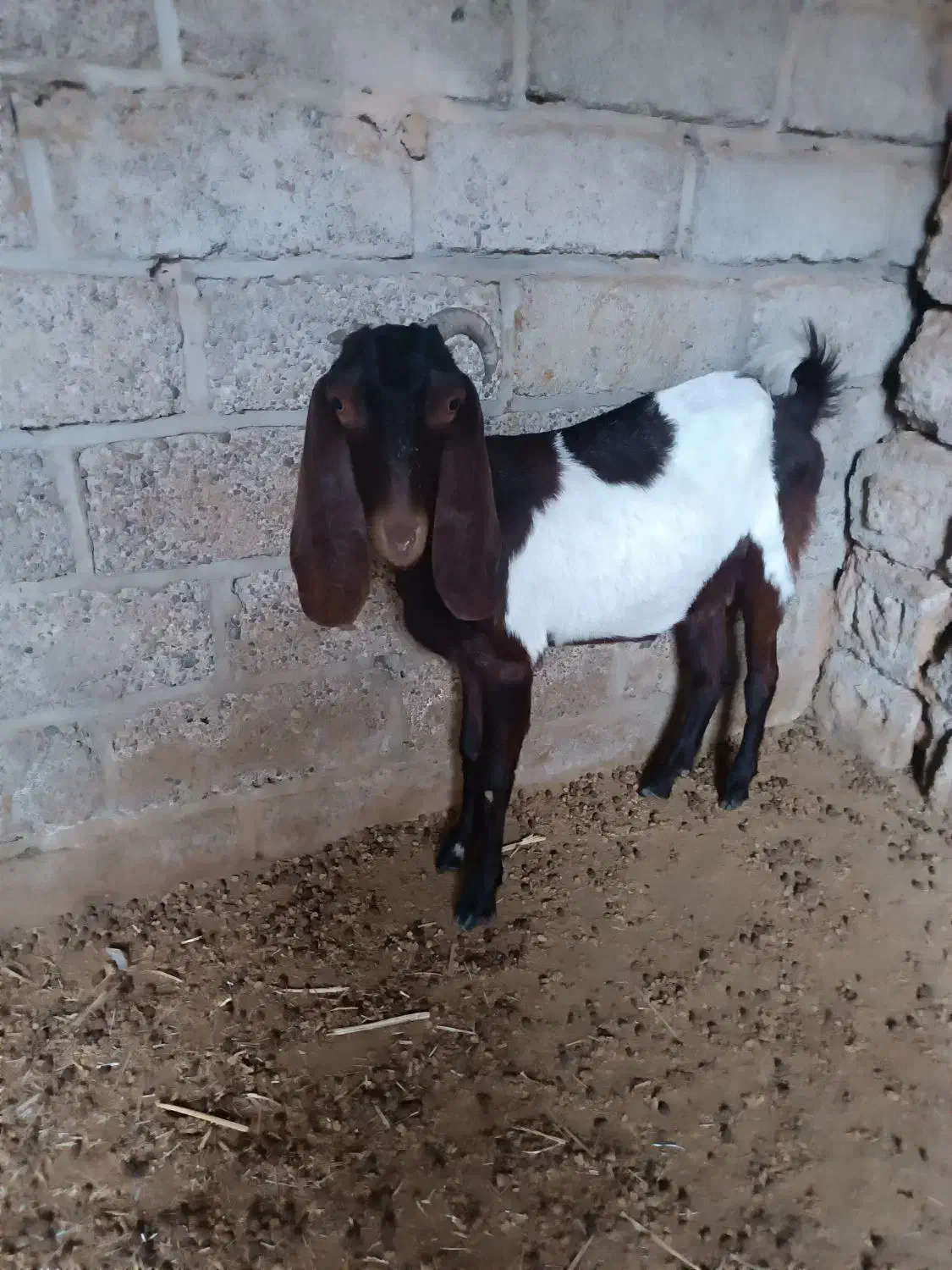 بز نژدی|حیوانات مزرعه|بهبهان, |دیوار