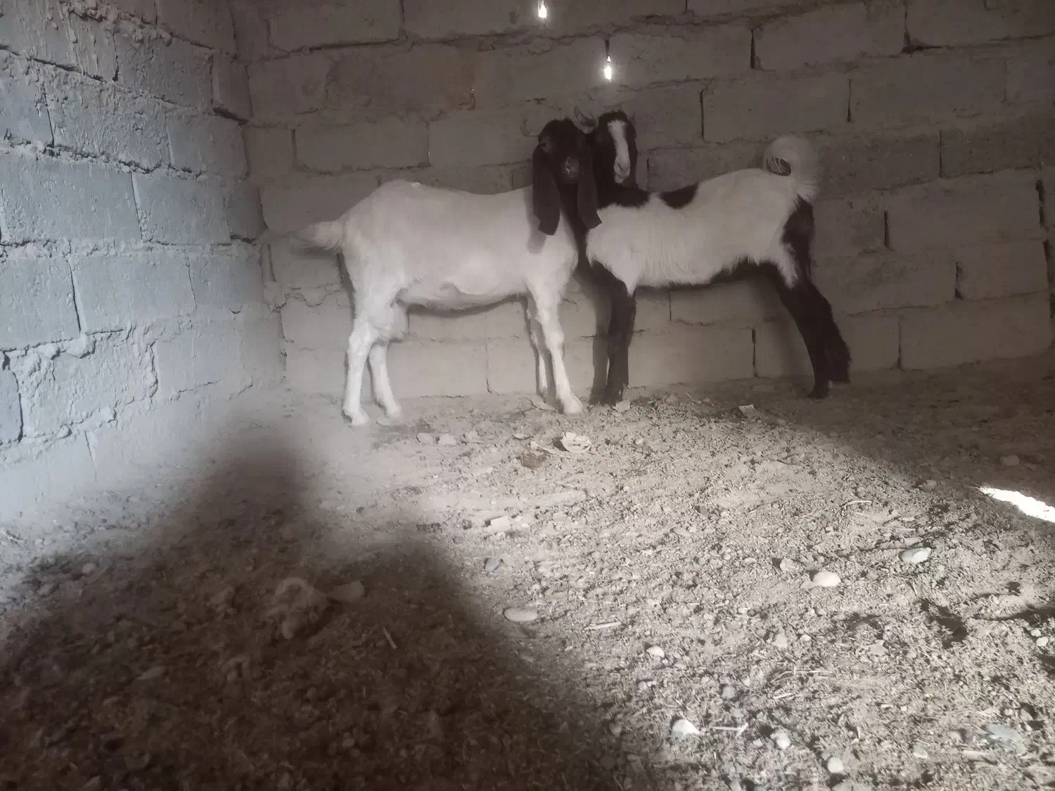 بز مری|حیوانات مزرعه|جزنیک, |دیوار