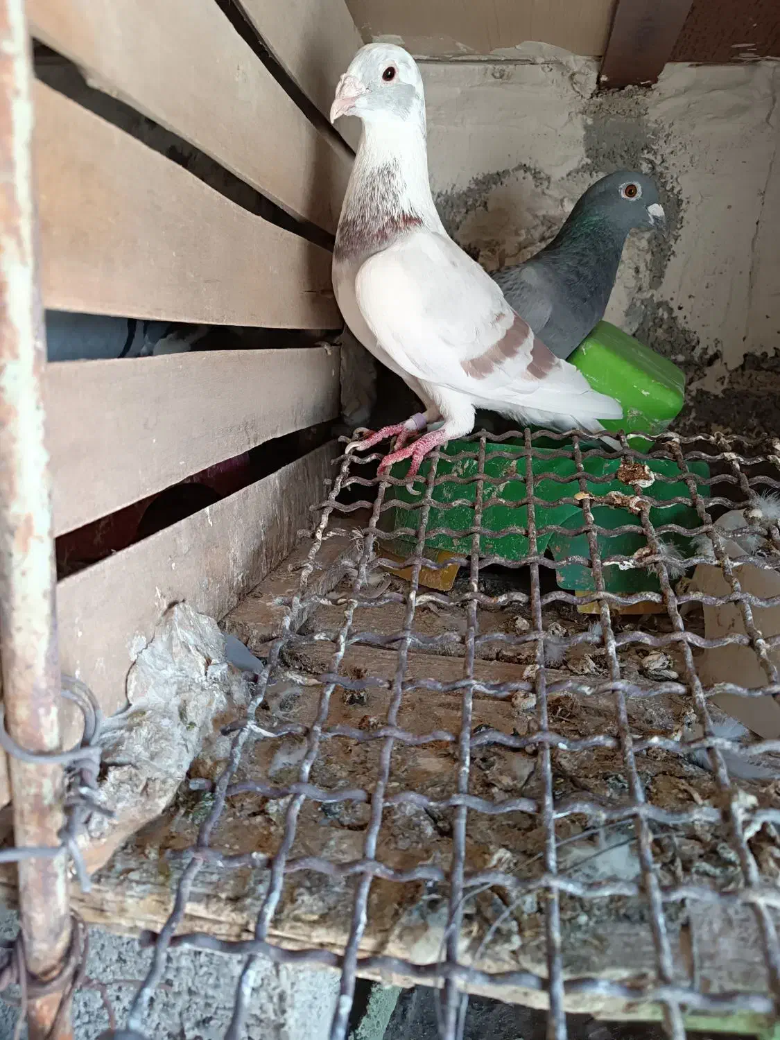 کبوتر پلاکی نژاد دلبر|پرنده|شبانکاره, |دیوار