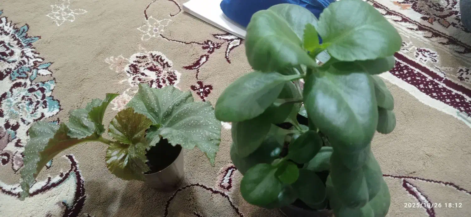 گل بگونیاعروس خالدار وگل قاشقی|گل و گیاه طبیعی|چناران, |دیوار