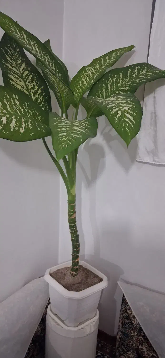 گل وگیاه|گل و گیاه طبیعی|دهگلان, |دیوار