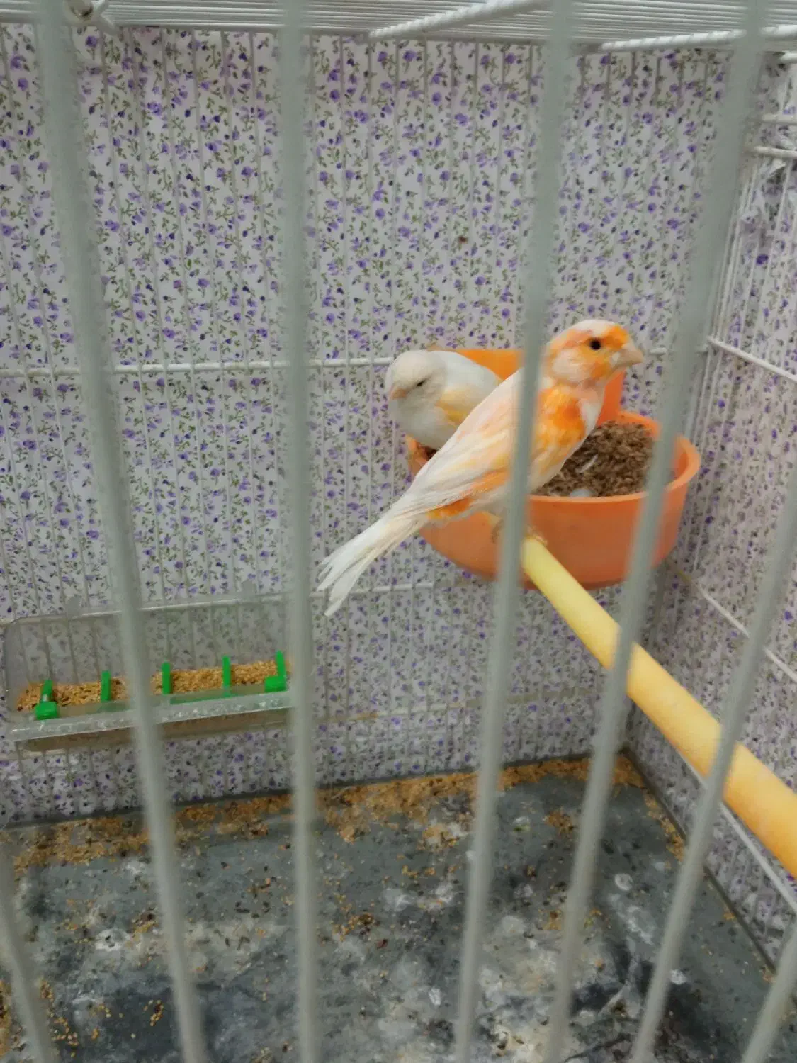 قناری|پرنده|مشهد, کوی سیدی|دیوار