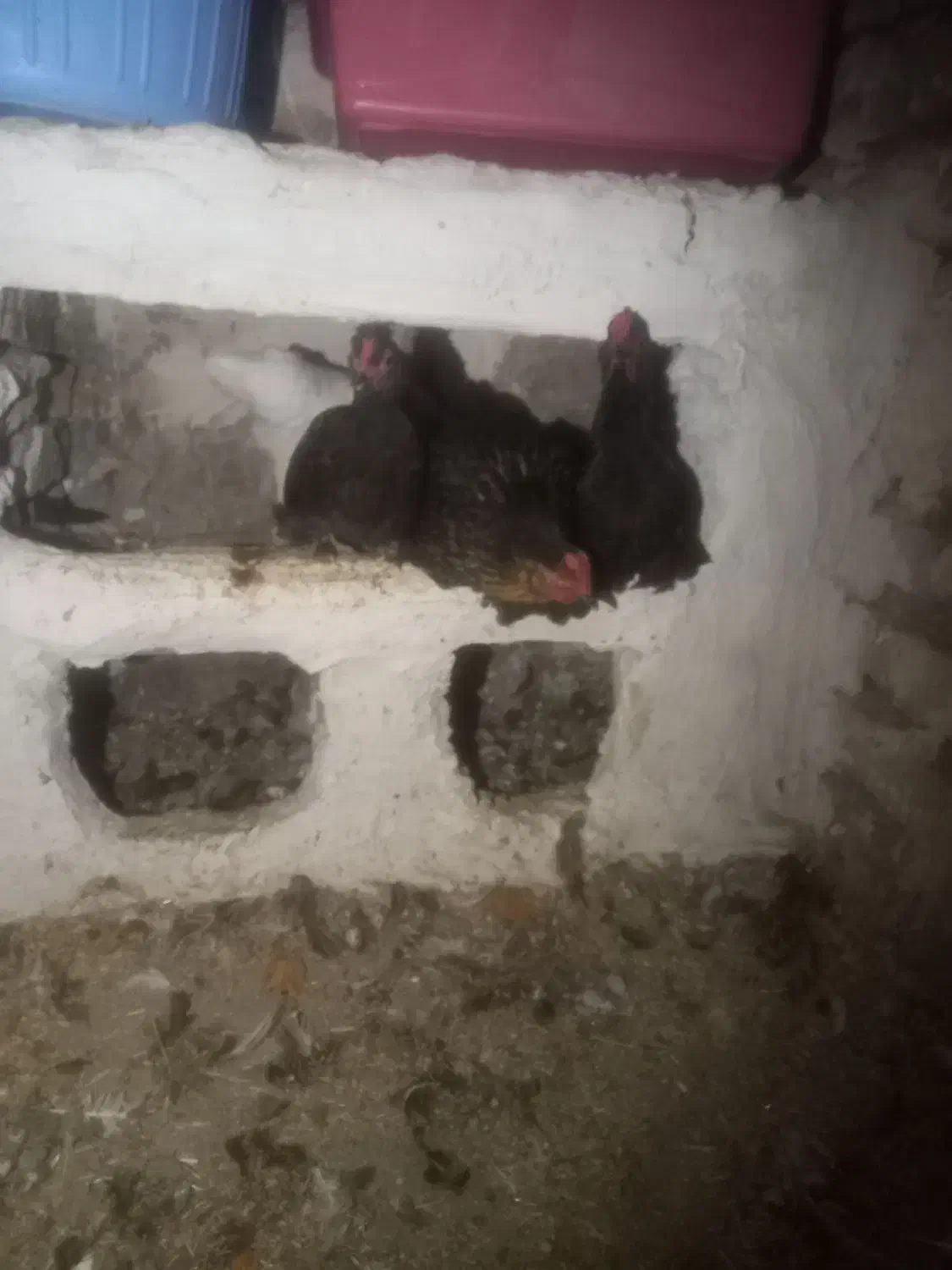 مرغ پاکوتا|پرنده|چالدران, |دیوار