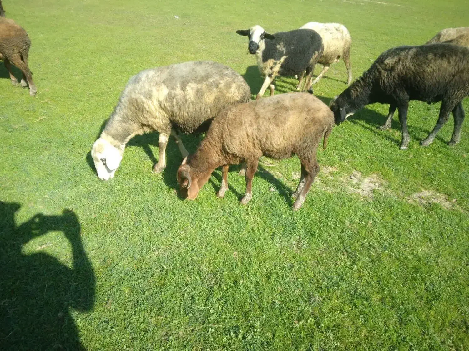 بره نر قوچی، تخمی، گوسفند زل|حیوانات مزرعه|آمل, |دیوار