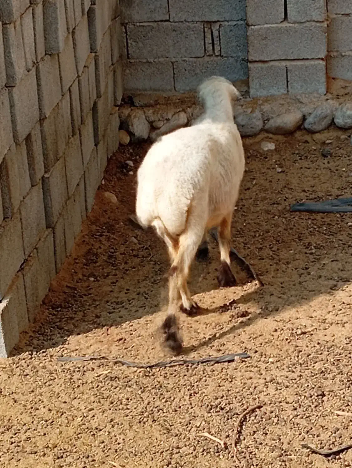 بره ماده|حیوانات مزرعه|قلعه قاضی, |دیوار