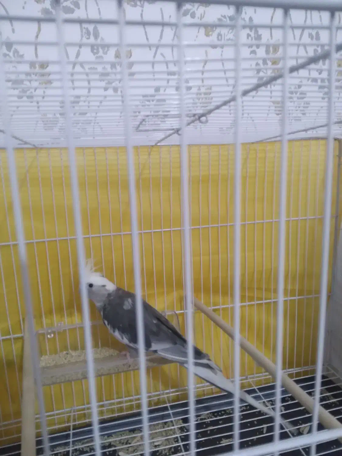 عروس هندی|پرنده|مشهد, مشکینی (شهرک غرب)|دیوار