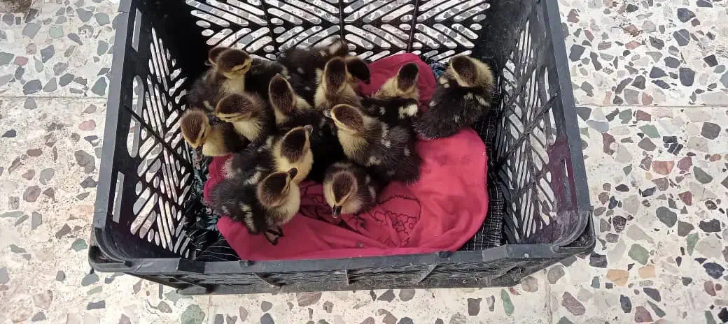 جوجه اردک اسرائیلی|حیوانات مزرعه|آستانه اشرفیه, |دیوار