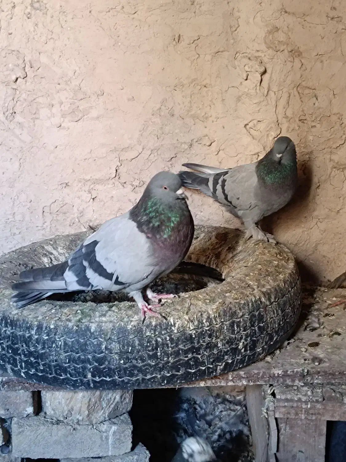 سبز نردم سفید اصفهانی|پرنده|نجفآباد, کشاورز|دیوار