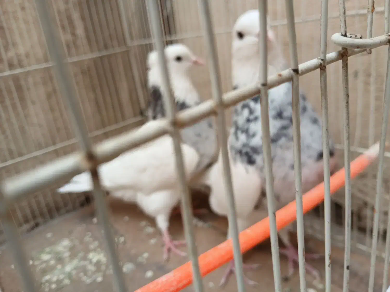 کلاغ سرخ وطوقی هفترنگ|پرنده|طرقبه, |دیوار