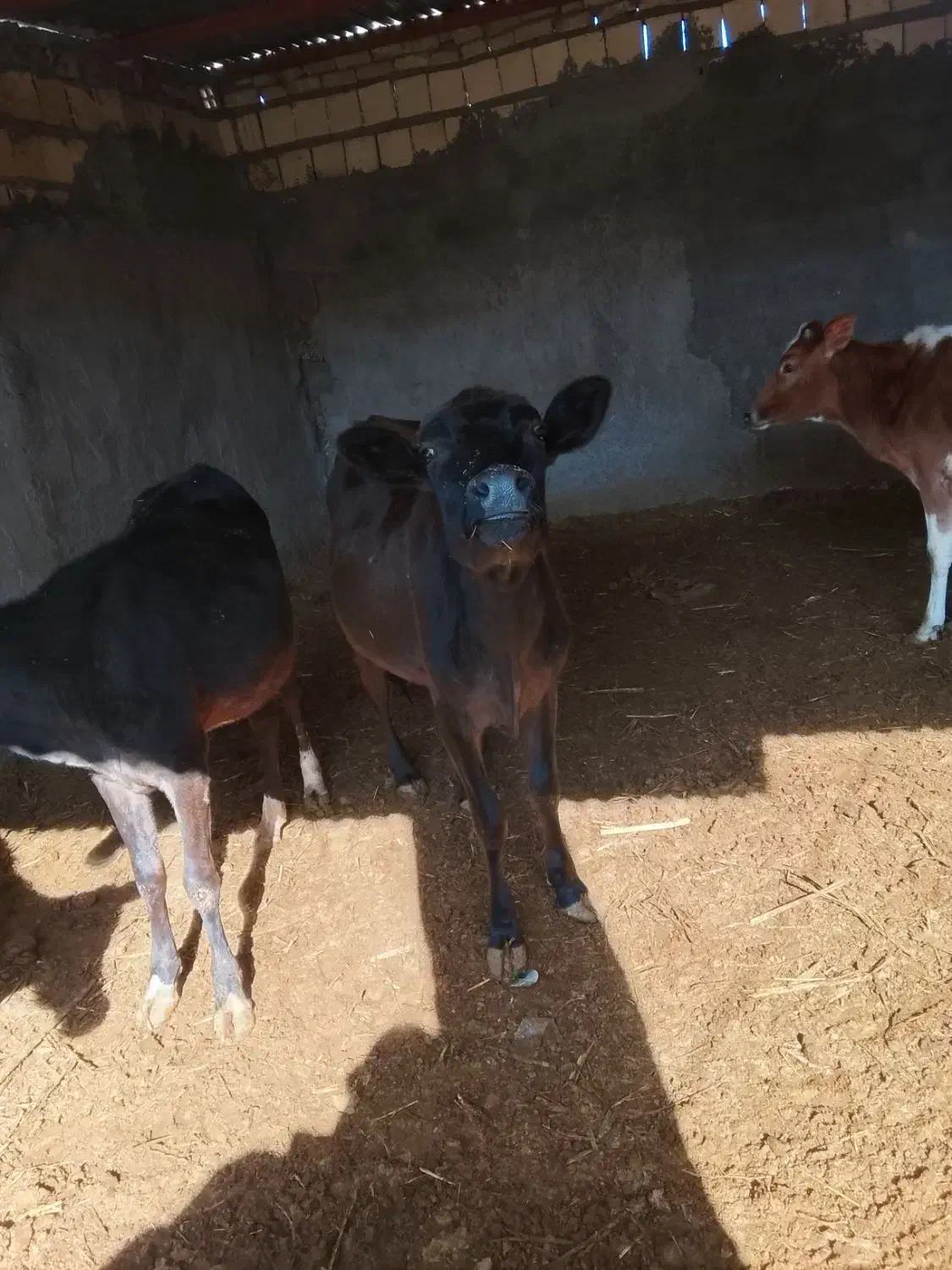 گوساله چاق|حیوانات مزرعه|کوهدشت, |دیوار