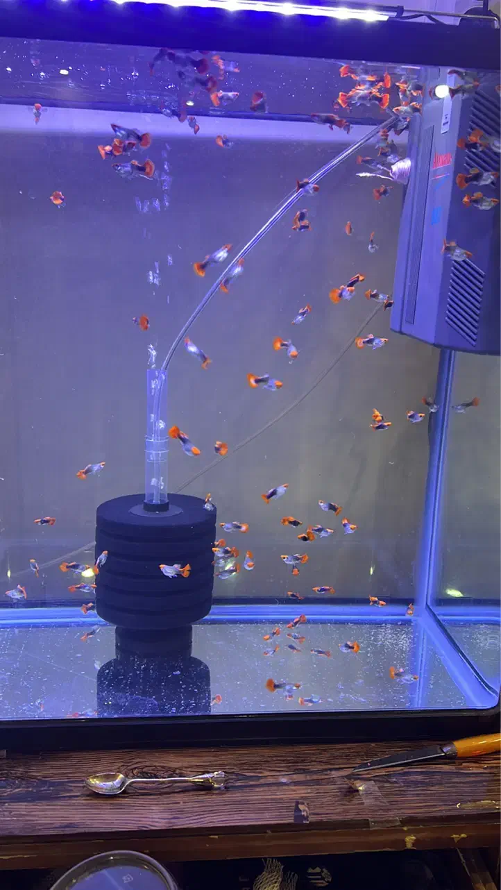 گوپی کوی بالن اصیل|ماهی|اهواز, گلستان|دیوار