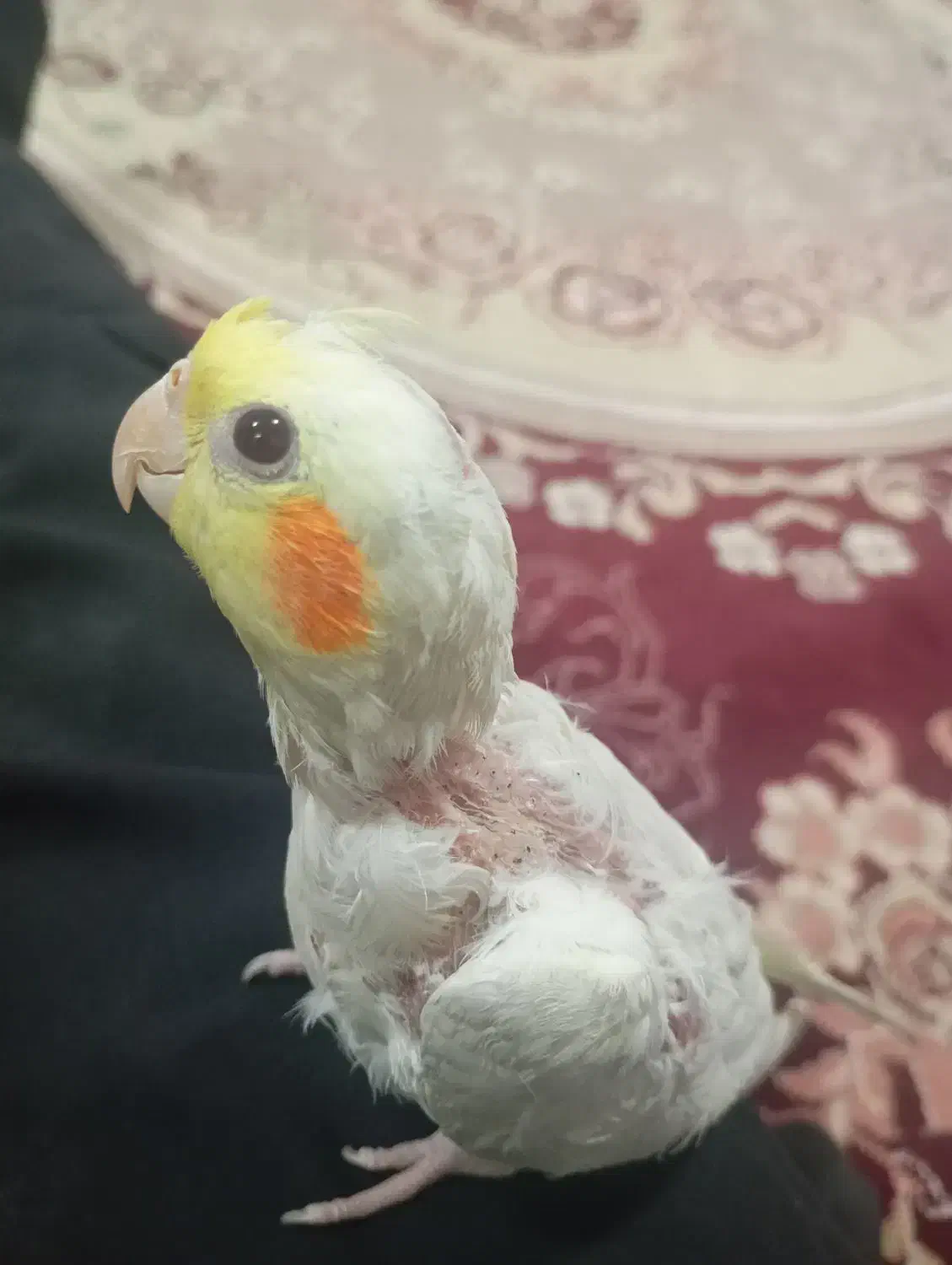 عروس هلندی|پرنده|بیرجند, |دیوار