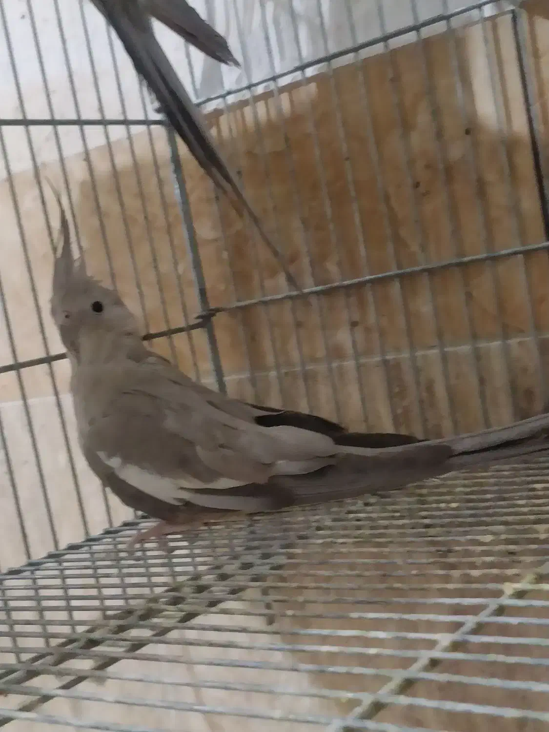 وایت فیس کینگ سایز|پرنده|رامشیر, |دیوار