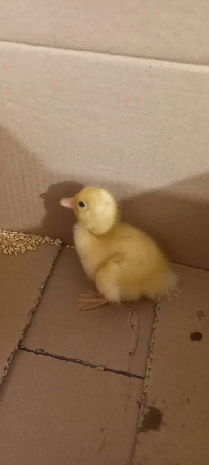 اردک|حیوانات مزرعه|مسجد سلیمان, |دیوار