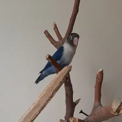 کوتوله برزیلی آبی نر ۸ ماهه|پرنده|اصفهان, صدف|دیوار