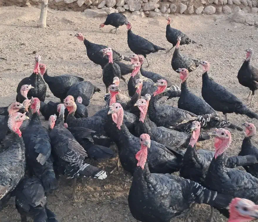 بوقلمون|حیوانات مزرعه|مشگین شهر, |دیوار