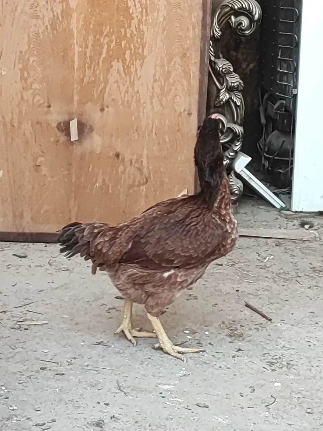 تخم مرغ لاری|حیوانات مزرعه|تهران, سعیدآباد|دیوار