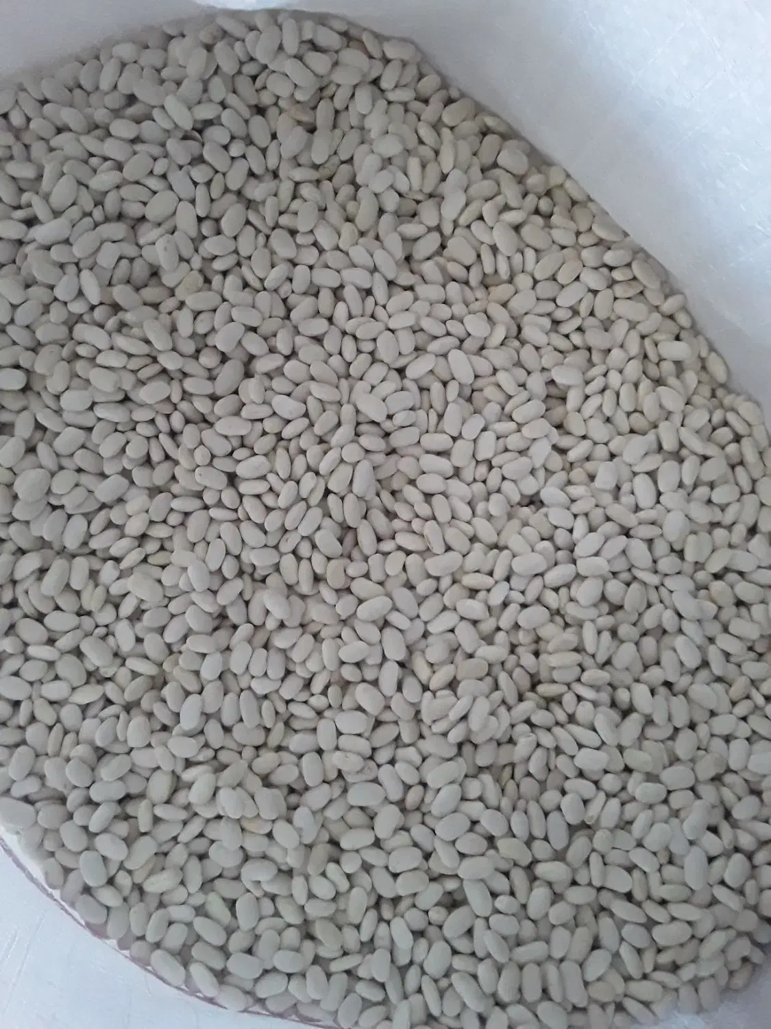 فروش لوبیا سفید ..قرمز|عمدهفروشی|لاران, |دیوار