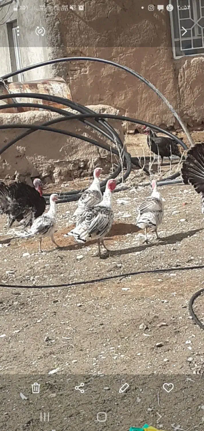 بوقلمون|پرنده|بزینه رود, |دیوار