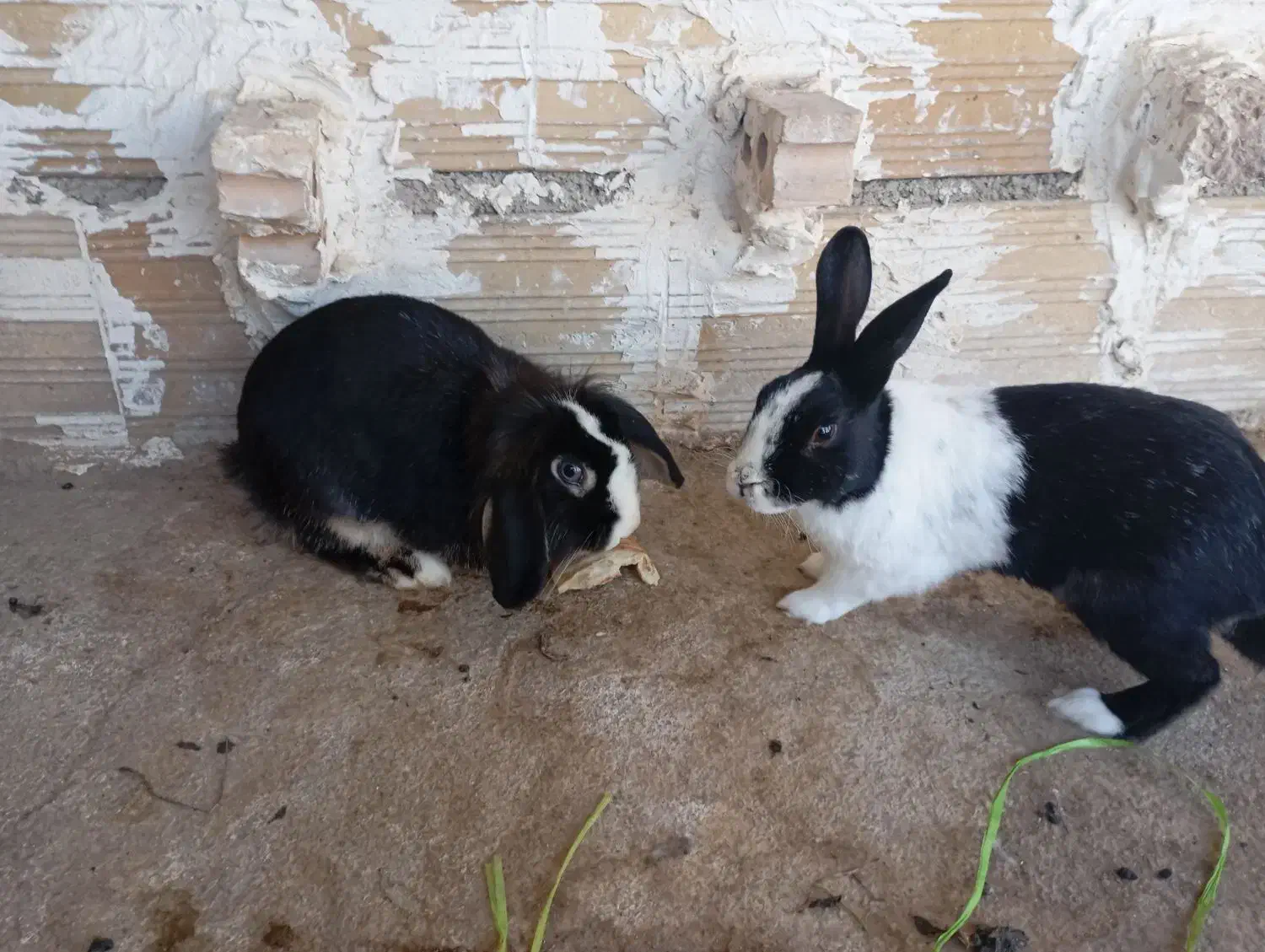 خرگوش لپ جفت|موش و خرگوش|بجنورد, |دیوار