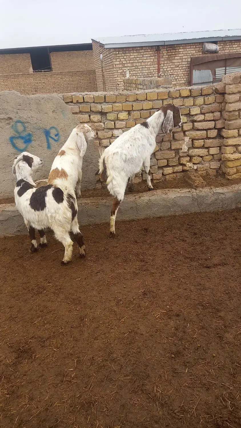 ۳ رس بزپاکستانی|حیوانات مزرعه|بوئین زهرا, |دیوار