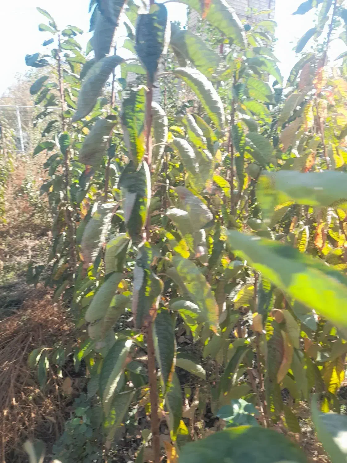 نهالستان|خدمات باغبانی و درختکاری|شاندیز, |دیوار