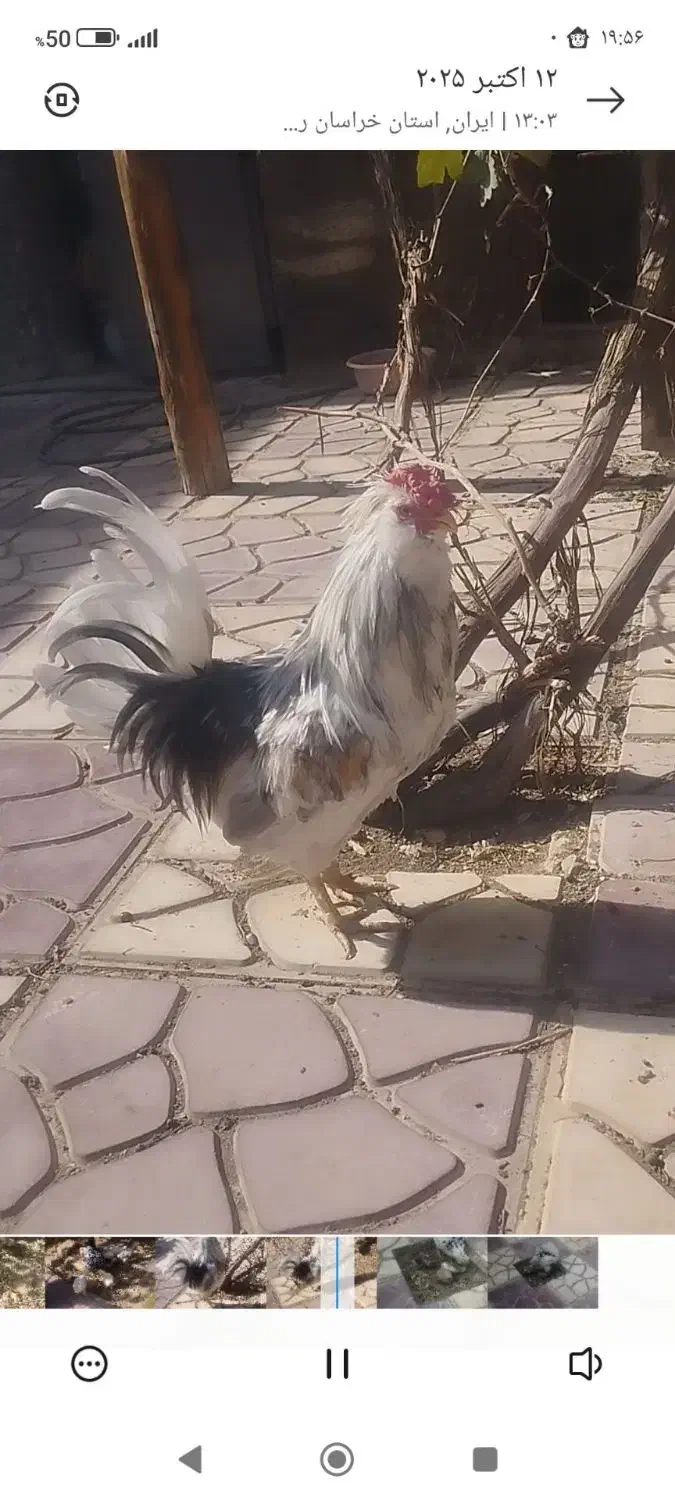 مرغ و خروس گلین اصل|حیوانات مزرعه|مشهد, شهید شهریاری|دیوار