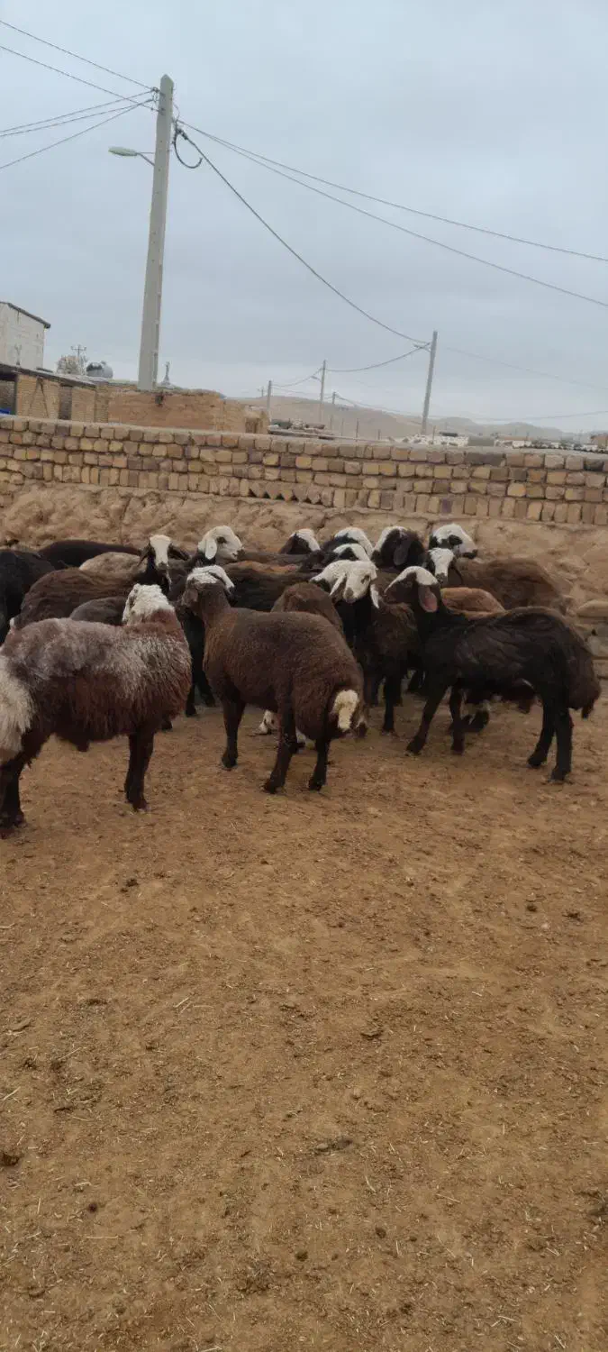 حیواناتبرهنر|حیوانات مزرعه|رضویه, |دیوار