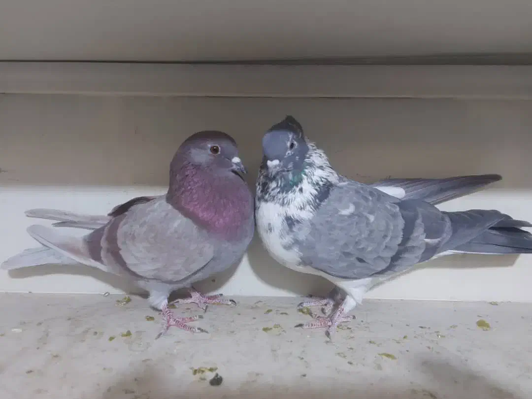 کبوتر کفتر کاشونی و تهرونی|پرنده|فولادشهر, B1|دیوار