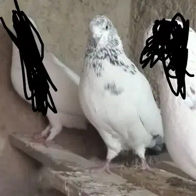 کفتر کبوتر کله دمسبز گمشده|پرنده|محمدشهر, ولدآباد|دیوار