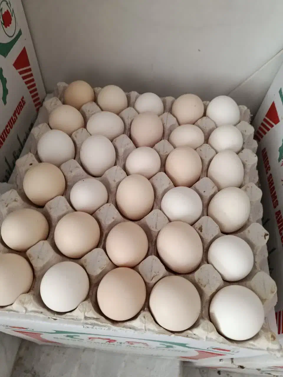 فروش تخم مرغ بومی|خوردنی و آشامیدنی|کاشان, راوند|دیوار