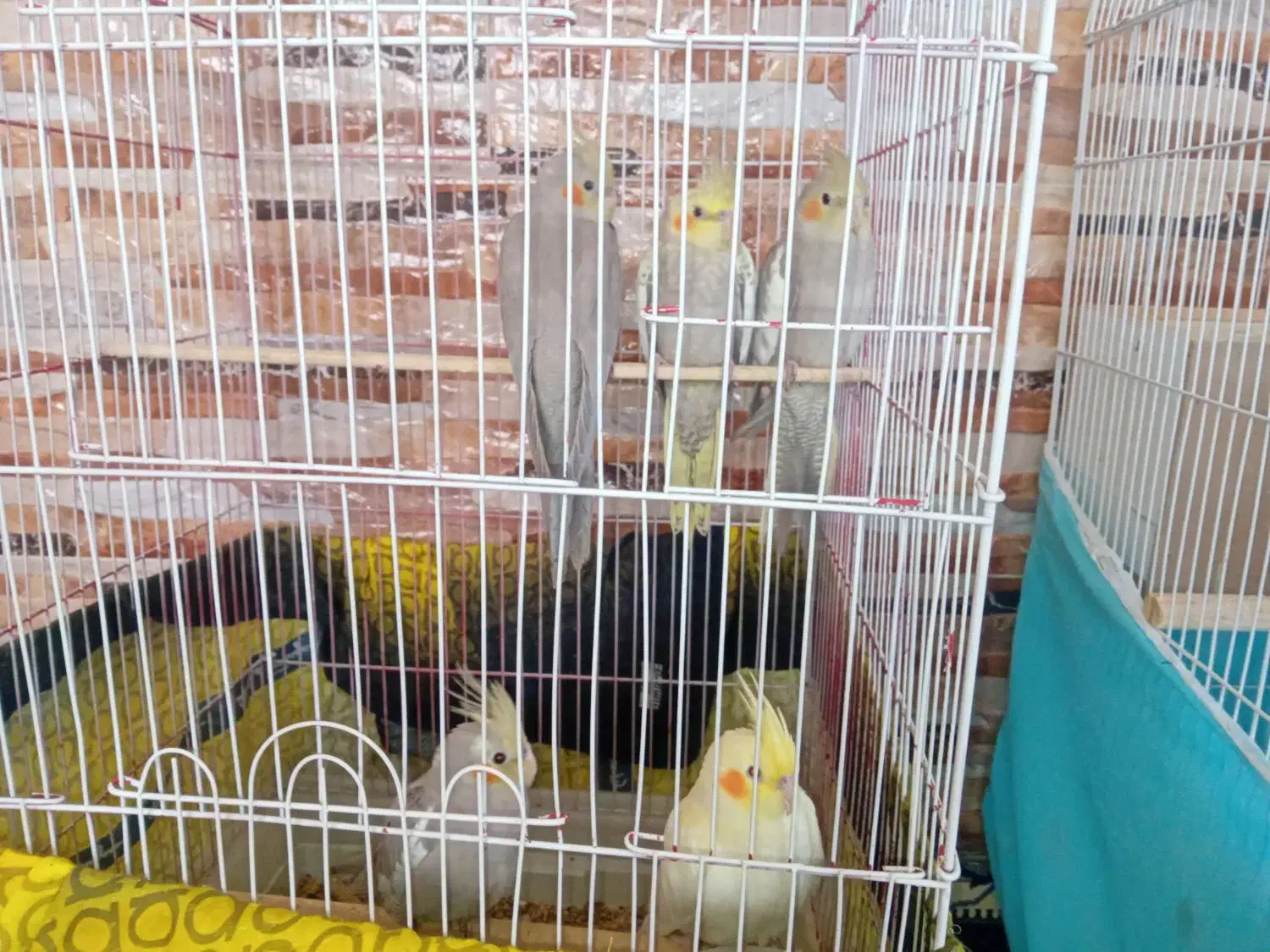 عروس هلندی|پرنده|دورود, |دیوار