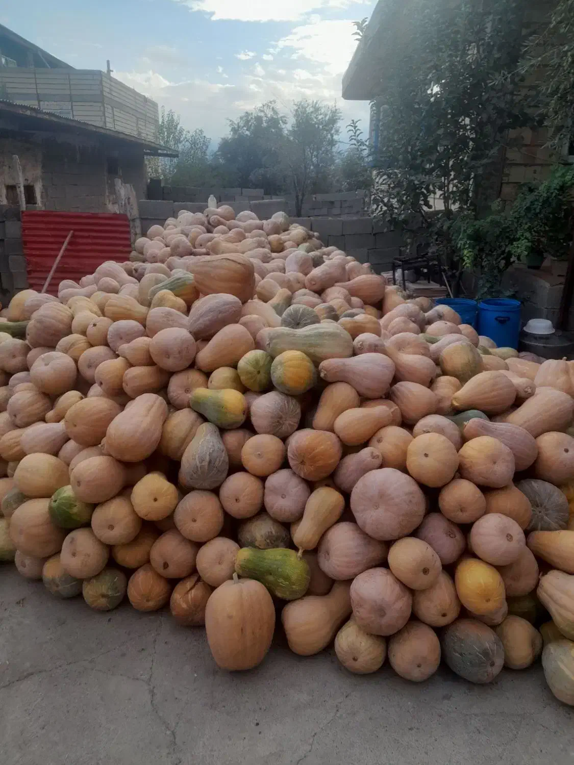 کدو|خوردنی و آشامیدنی|چورزق, |دیوار
