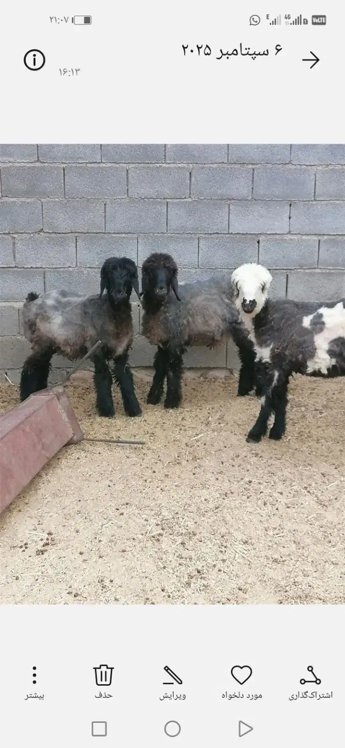 گوسفند زنده همراه با قصابی|حیوانات مزرعه|شیراز, اکبر آباد|دیوار