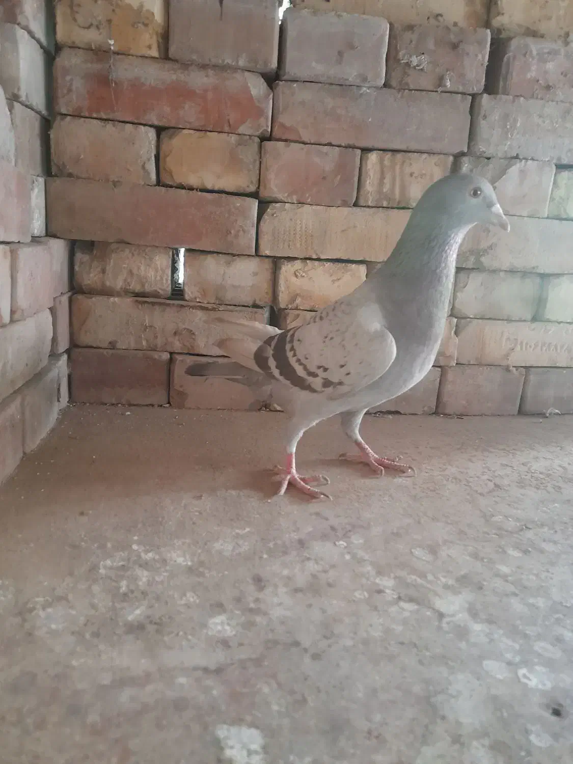 سیا وسبز|پرنده|بجنورد, |دیوار