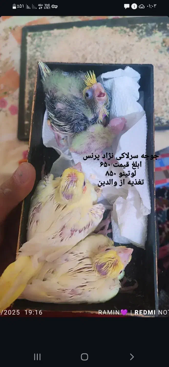 عروس هلندی|پرنده|مشهد, ولیعصر (شهرک غرب)|دیوار