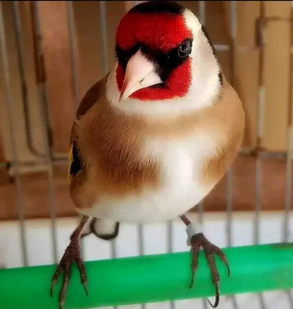 سهره نقابدار|پرنده|بروجرد, |دیوار