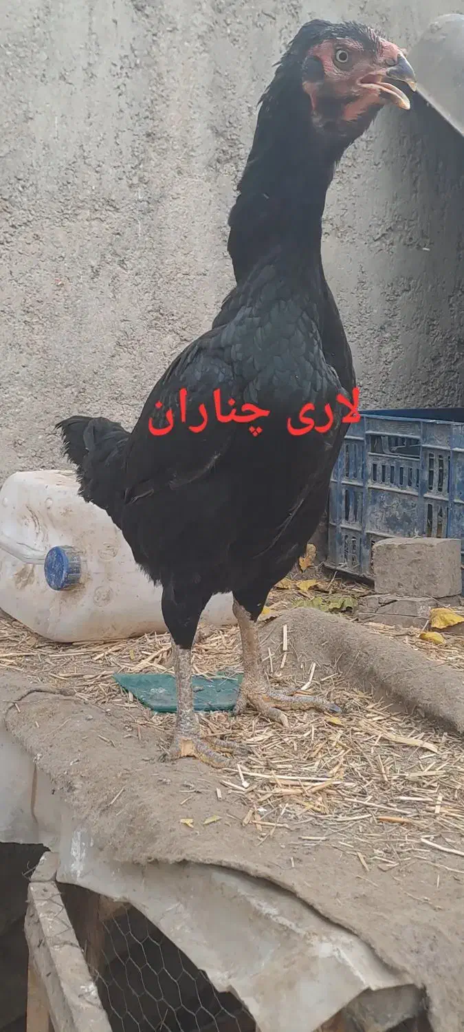 تخم مرغ نطفه دار اصل لاری اوشامو افغان|حیوانات مزرعه|چناران, |دیوار