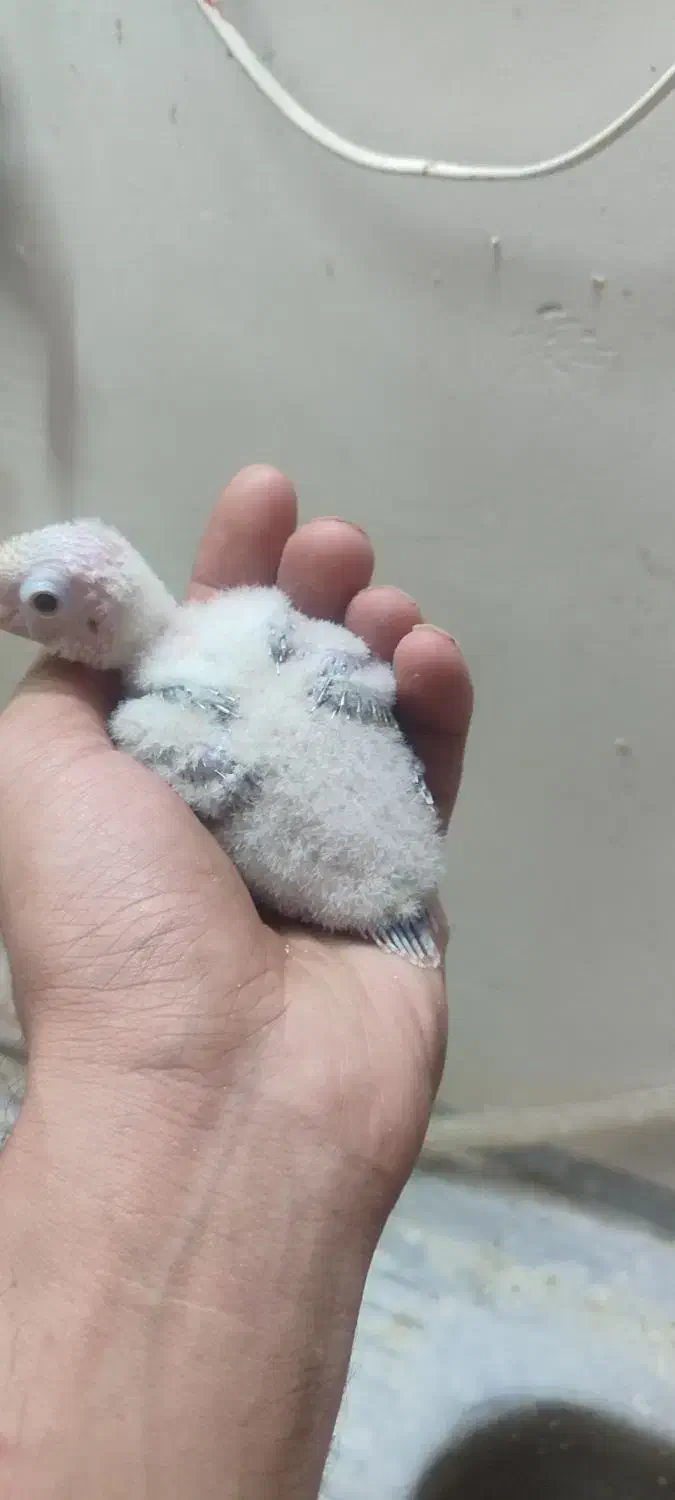 جوجه گرینچیک.عروس هلندی.مرغ عشق.|پرنده|گلبهار, شهر جدید گلبهار|دیوار